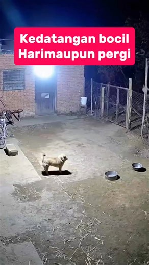 A tiger suddenly appeared on the back porch as if the king of the jungle decided to pay an uninvited visit. 🐅🏡 #animals #Reels | Inot Counter Attack