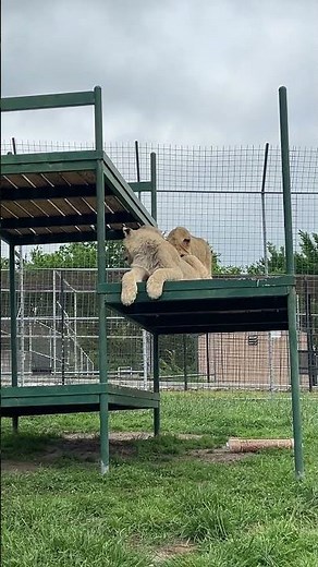 PART 2 - Say GOOD MORNING to lion cubs Reggie and Archie. They are growing up so fast. Will you ..