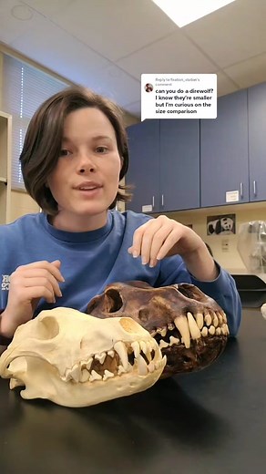 Dire Wolf Paleontology: Frozen in Ice