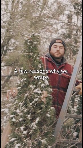 Walter’s Landscaping | Full-Service Landscaping 🌳 on Instagram: "Ever wonder why you should wrap your trees? 🌲 Here’s why you should wrap your trees for winter: 1. Protect the trees from harsh winds + snow 2. Sun Scald #landscaping #winterization #treecaretips #winterlandscaping"