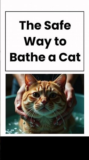 The safe way to bathe a cat