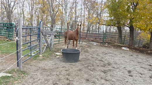Bagaduce River Equine Rescue on Reels