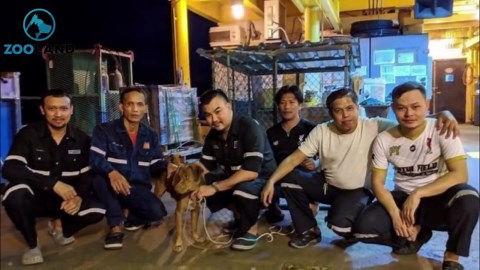 Oil Rig Workers Spot An Odd Sight In The Ocean Before Realizing Their Help Is Desperately Needed