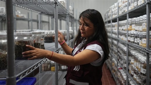 This orange flower cloaks Mexico during Day of the Dead. Climate change is putting it at risk