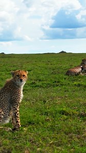 🐘 Private safarier i Tanzania med ekspertguider, komfortable safari-jeeps og lækre lodges. | Tanzania Specialist