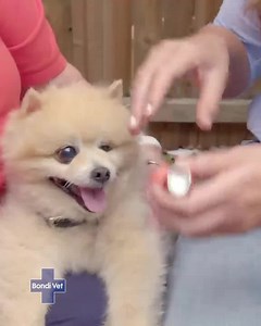 117K views · 5.6K reactions | Dr Kate Adams examines this cute Pomeranian for his bad cough. | Bondi Vet | Facebook
