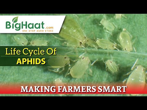 Life Cycle Of Aphids | BigHaat