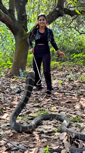 𝓢𝓪𝓱𝓲𝓫𝓪 𝓜𝓮𝓽𝓪𝓷𝓰𝓮 on Instagram: "My king🔥❤️. This King Cobra was rescued by a trained rescuer during a high-risk situation where its life was in danger. After ensuring its safety and health, it has been released back into this forest its natural habitat. . The King Cobra is the world’s longest venomous snake and plays a crucial role in maintaining ecological balance by controlling snake populations. . . . This rescue was carried out by a trained professional following safety protocols