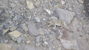Snow Leopard Falling Down From Mountain Cliff Rare Video Must Watch | AnimalsWow