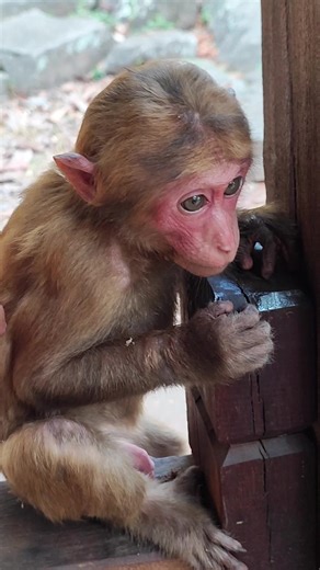 BALA Monkey adorable he play in jungle alone HD8 #monkeys #Cute #love #animal #Nice #wildlife #nature#baby #reels | K Sarfaz Sarfazezii