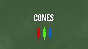 3.4K views · 44 reactions | How do #eyes see #color? Credit: Life Noggin | Optometry today | Facebook