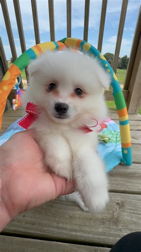 American Eskimo Dog puppy for sale