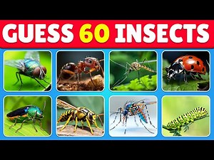 Guess the Insect Quiz Challenge! | Can You Name All 60 Insects? | Quiz Game