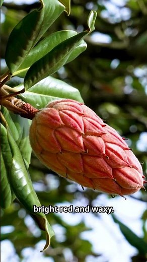 Watch a Magnolia Grow From Seed—So Easy, Anyone Can Do It!🙌#shorts #gardeningtips #garden