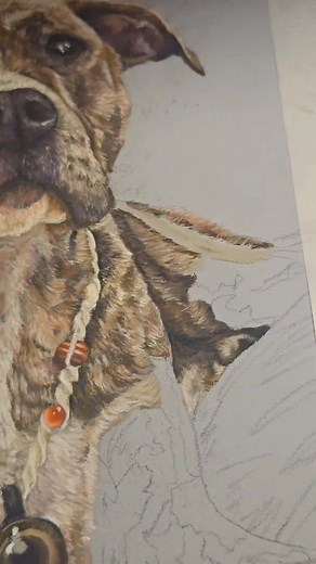 What a beautiful pup! First brindle coat I have done, I wanted to ensure every block of color was precisely where it needed to be! After a couple of post- coverage touchup sessions, her coat reflected so well along with the picked out accent colors! 🟣 I also just love the composition of this photo overall! Definitely one of my favorites this year! Big thank you to her parents for trusting me to do this memorial portrait of her ❤️ 11x14 with Stabilo Carbothello and Faber Castello pastel pencils 