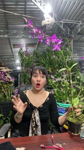 (Tham Khảo Mặt Hoa ) Hotline:090.317.7978 ☎️☎️