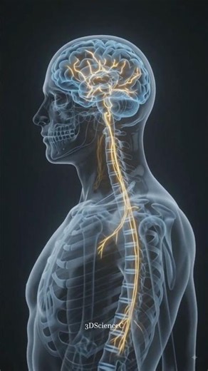 Central Nervous System (CNS) (3D Science Explained) #Science #HumanBrain #3DAnimation
