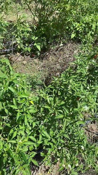 Maximize Profit with Chillies: Benefits of Chilli Farming