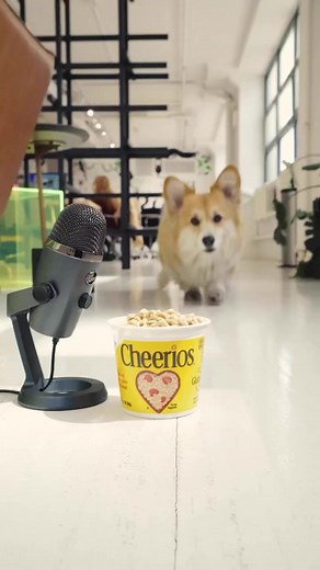 66K views · 6.4K reactions | Treat your ears to Maxine eating treats ASMR. You’re welcome. | Maxine the Fluffy Corgi | Facebook