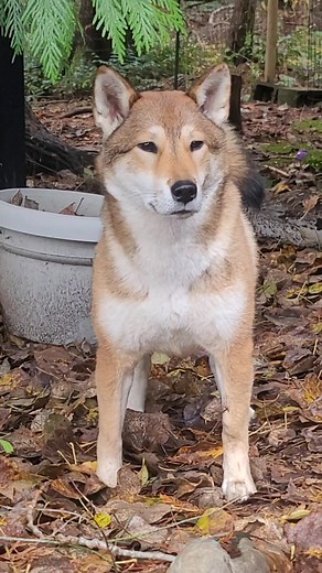 1.4K views · 53 reactions | She whacked the wind chime. | Christine Yake | Facebook