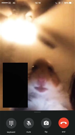 hamster is calling me right now.