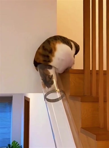 Understanding Your Cat: Preparing for a New Feline Friend