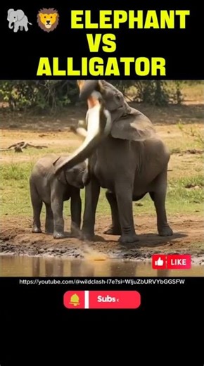 🐘🐊 Elephant vs Alligator #wildlife #anaconda #buaya #dog #alligator #lion