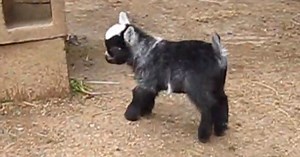 WATCH: Baby Goat Does A Happy Dance