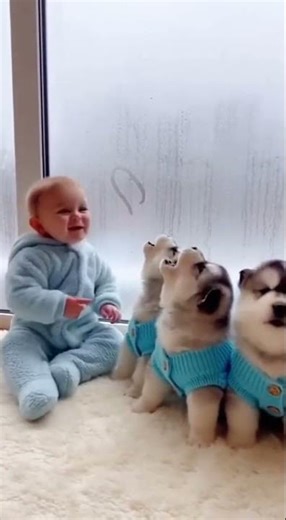 A Heart on the Foggy Window 💙 Baby & Husky Puppies