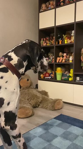 Great Dane Exploring Colorful Living Room Filled with Toys