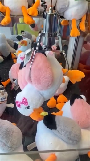 Steven the seagull claw machine!! #clawmachine #arcade #seagulls #arcades #clawmachines