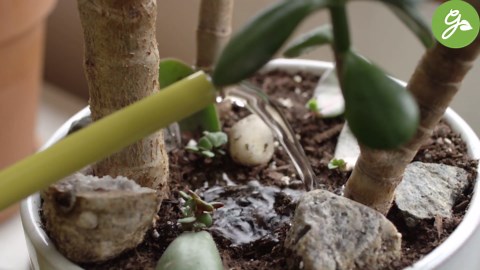 Jade Plant Care Made Easy