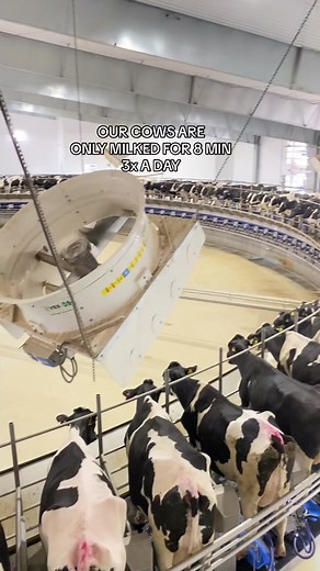 We’d stop at the brushes 🤣 Our freestall barns are designed to keep our cows comfortable & part of that is letting her do her own thing 🐮 #cowsoftiktok #dairyfarm #farmtok #cowtok #kansas