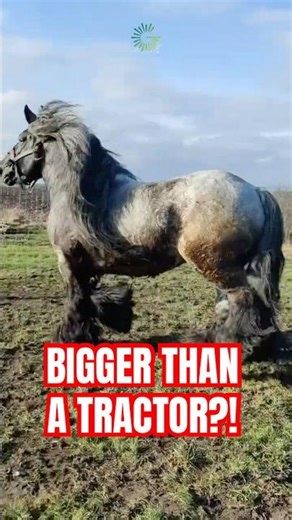 This Horse Makes Tractors Look Useless… 😳 #massive #animallovers