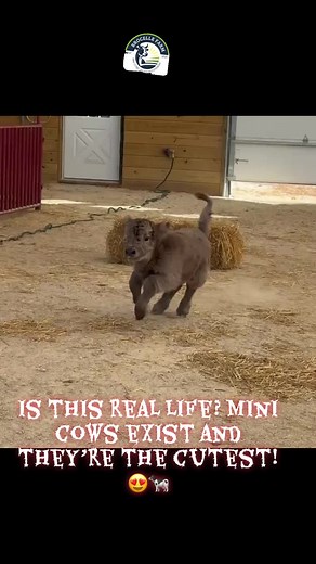 Discover the Cutest Mini Cows You Need to See
