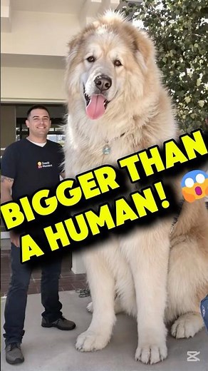 🐶 Top 5 Biggest Dogs in the World — #1 Is Taller Than a Human! 😱