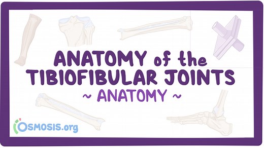Anatomy of the tibiofibular joints: Video, Causes, & Meaning | Osmosis