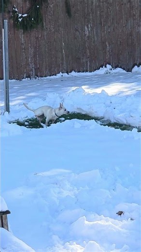 dont let those back paws touch the cold ground 🥶