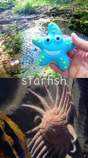 Sea Animal Names for Kids to Learn at the Stream: Sperm Whale Fish Hammerhead Shark Starfish Ray