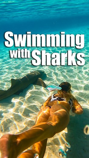 Sailing Doodles on Instagram: "Swimming with sharks in the bahamas! #sharks #bahamas"