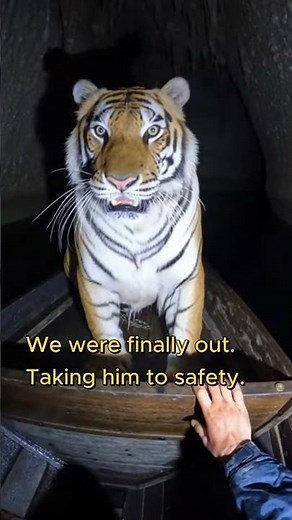 I Rescued a Tiger From a Cave... Then He Returned With His Cubs! 🐅🤯