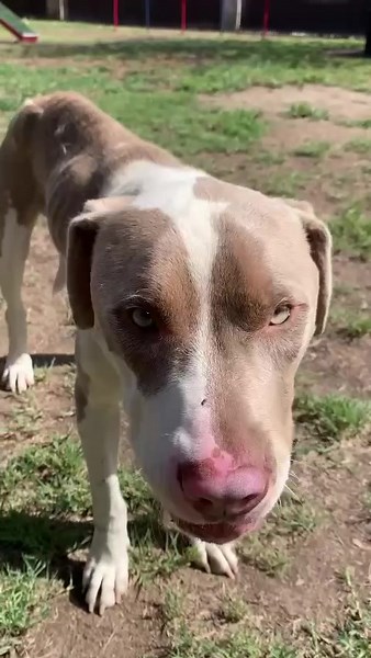 ❌‼️❌‼️ ON THE OFFICIAL SHELTER EUTH LIST ❌‼️❌‼️ 🔥🔥🔥🔥 ON FIRE URGENT 🔥🔥🔥🔥 MORE PICS/VIDEO IN THE COMMENTS! SHELTER NOTES: Left distal transverse tibial-fibular fractures. Needs immediate exit ID #A1698264 I am a male, 44.00 lbs, white and brown Pit Bull Terrier. I am estimated to be about 2 years and 1 month old. I have been at the shelter since 09/29/2022. https://petharbor.com/pet.asp?uaid=RVSD.A1698264 CLICK THE ABOVE LINK AT ANYTIME FOR AN UPDATE! IF THE DOGS PHOTO SHOWS UP THE DOG IS