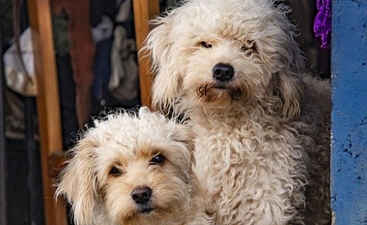 Graad 2: Wiskundevraestel en -memo, tweede kwartaal - LitNet