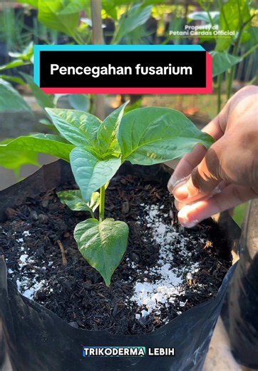 Ini fungsi utama trichoderma #fungisida #trichoderma #fungisidahayati #pencegahfusarium #tanamancabai