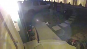 22K views · 1.1K reactions | CAT SECURITY SYSTEM ⛔ | Cat Vines | Facebook