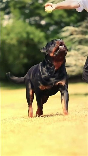 Rottweiler — One of the Strongest Dog Breeds in the World