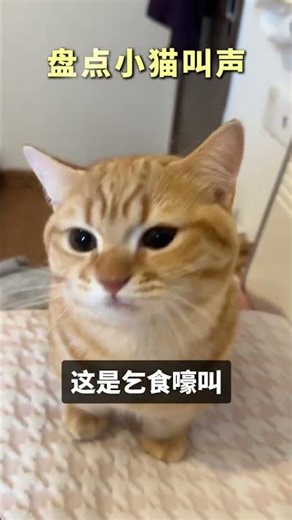 The Secret Meow of Cats: Do They Speak to Us Too