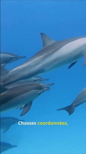 Le dauphin est-il VRAIMENT le 2ᵉ animal le plus intelligent ?🐬🧠#dauphin #animaux #mer #youtubeshort