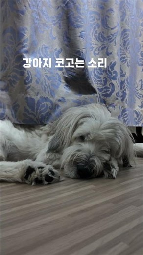 강아지 코고는 소리