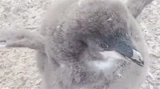 超可爱的南极企鹅幼崽